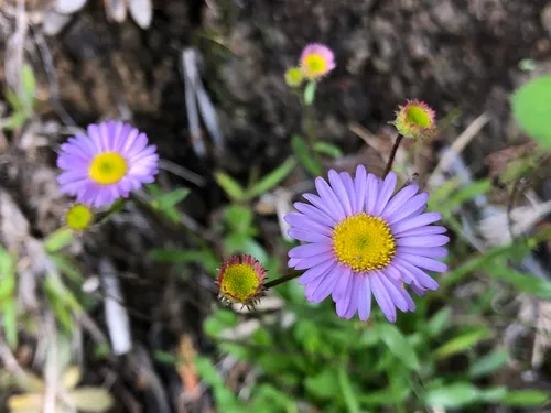 Siskiyou Fleabane — photo by suziesavoie