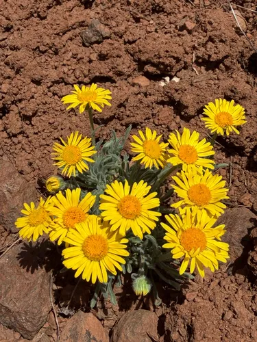 Dwarf Yellow Fleabane — photo by Greg Lief