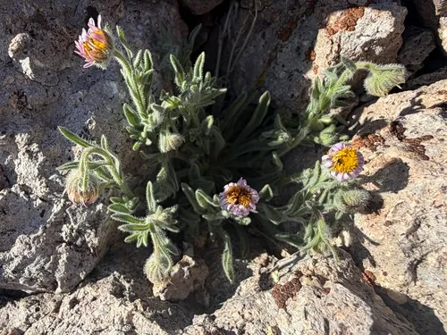 Clokey's Fleabane — photo by Crystal Ferreira