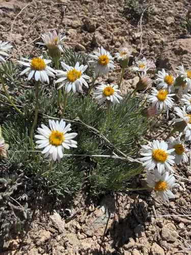 Cushion Daisy — photo by Michelle Skip Vasquez
