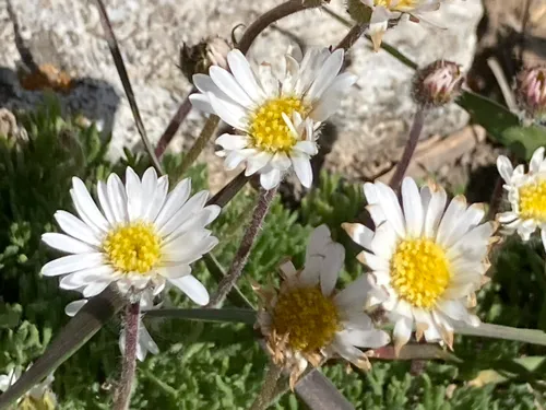 Cutleaf Daisy