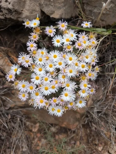 Navajo Fleabane (var. concinnus) — photo by tinawiley