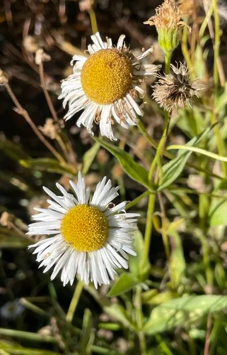 Large Mountain Fleabane — photo by Tim Giller