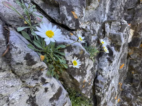 Cronquist's Fleabane — photo by Kenzie Anderson-Bell