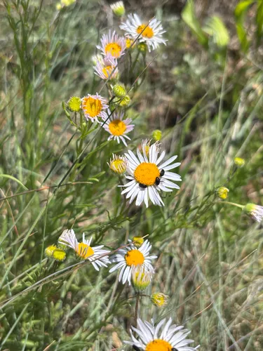 Willamette Fleabane — photo by Ava Olson