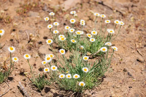 White Cushion Fleabane — photo by Christopher Lindsey
