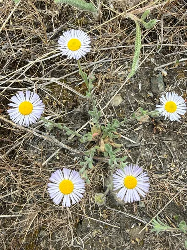 Spreading Fleabane