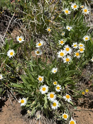 Eaton's Fleabane — photo by Greg Lief