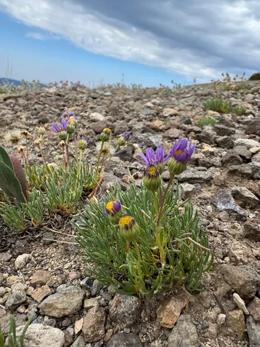 Blue Dwarf Fleabane — photo by Parker James Lloyd