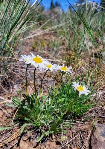 Engelmann's Fleabane — photo by Sarah L Larson