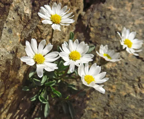 Evermann's Fleabane — photo by Adam Schneider