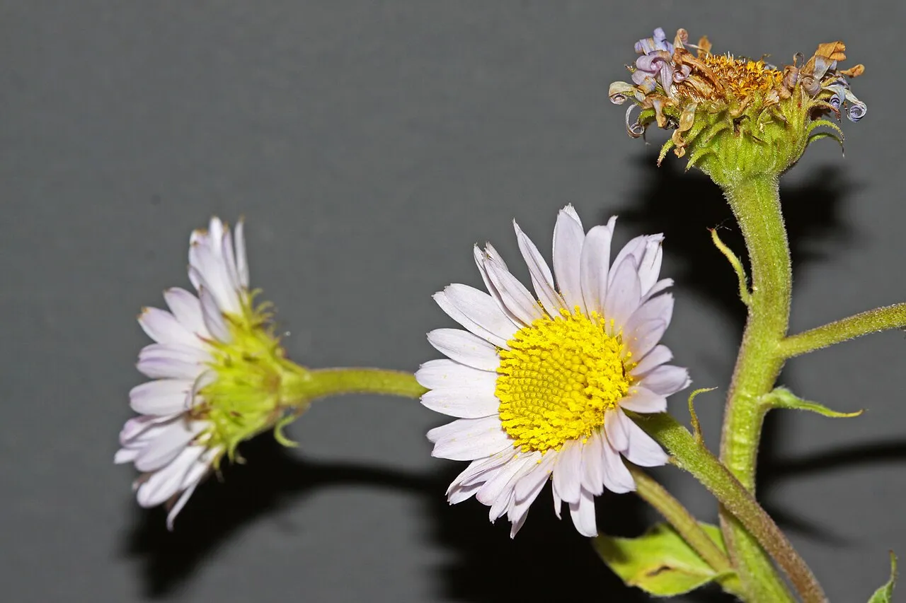 Sprucefir Fleabane — photo by Andrey Zharkikh