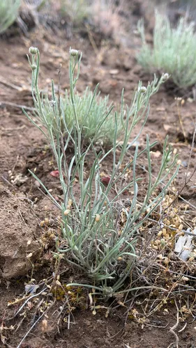 Threadleaf Fleabane (var. filifolius) — photo by tgroo