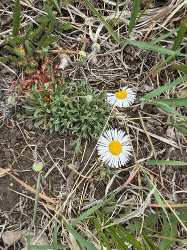 Trailing Fleabane