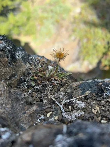Flett's Fleabane — photo by Milli Vedder