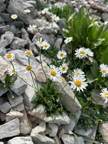 Garrett's Fleabane — photo by Matt Berger