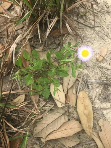 Geiser's Fleabane — photo by Don Verser