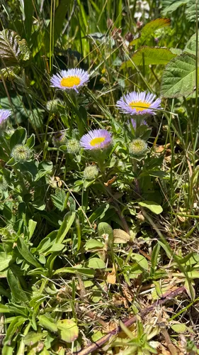 Seaside Fleabane — photo by Matt