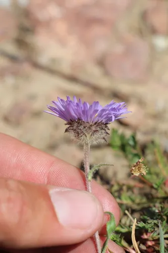 Largeflower Fleabane — photo by Austin Saunders