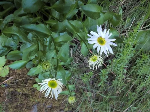 Howell's Fleabane — photo by Mary Hayden