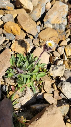Arctic Alpine Fleabane