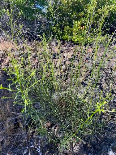California Rayless Fleabane — photo by jrmorris