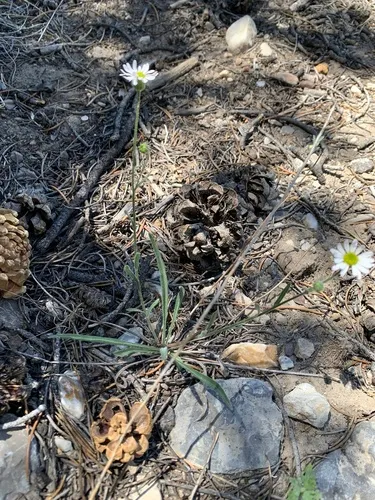 Jones' Fleabane — photo by Corey Lange