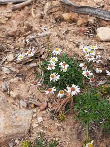 Kachina Fleabane — photo by traderj