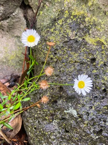 Latin American Fleabane — photo by EcoNeighbour_