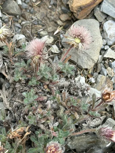 Woolly Fleabane — photo by Kallum McDonald