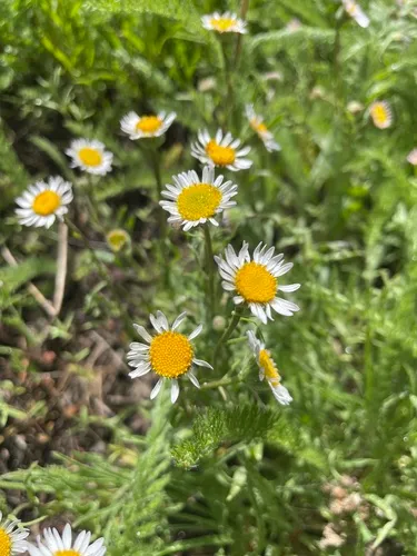 Mt. Lassen Fleabane — photo by jrmorris