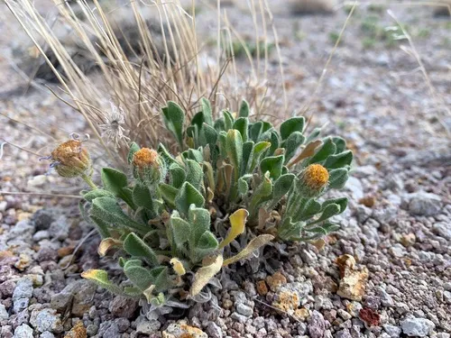 Broad Fleabane — photo by william_hoyer