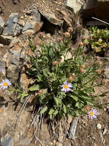 Leiberg's Fleabane — photo by Mark Robinson