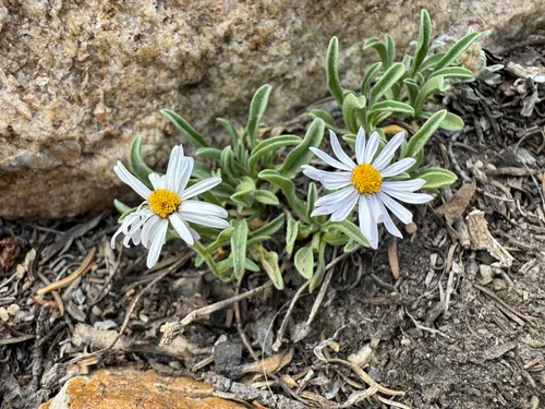 Rockslide Yellow Fleabane — photo by Parker James Lloyd