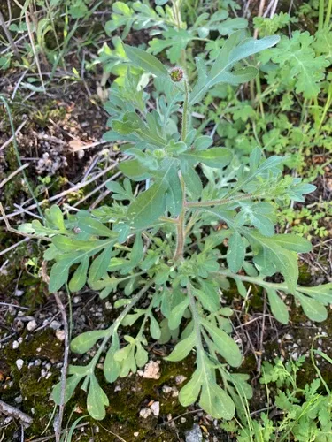 Lobed Fleabane — photo by Eric Hough