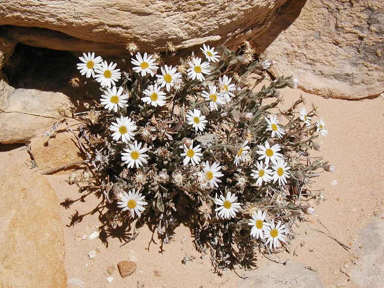 Maguire's Fleabane — photo by USFWS Mountain Prairie