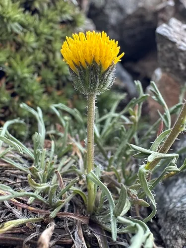 Depauperate Fleabane — photo by Matt Berger
