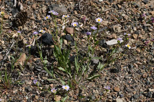 Mad River Fleabane — photo by Trevor Van Loon