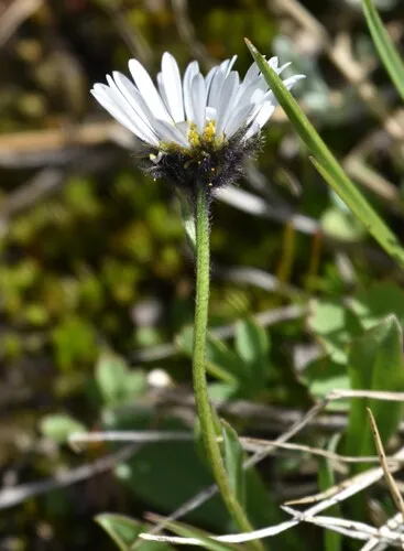 Blackhead Fleabane — photo by taday