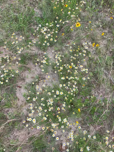 Plains Fleabane — photo by milosmith