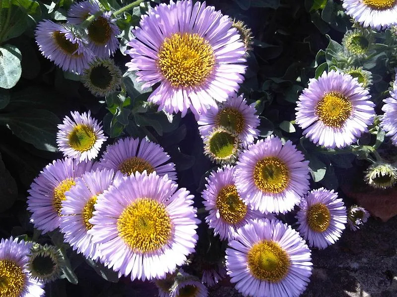Dwarf Fleabane — photo by Emőke Dénes