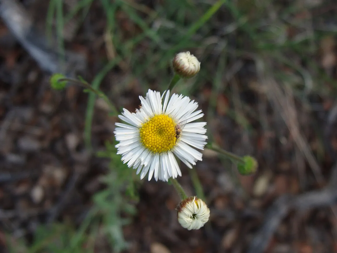 New Mexico Fleabane — photo by (c) Alexis López Hernández, some rights reserved (CC BY)