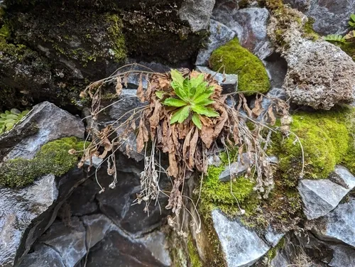 Gorge Fleabane — photo by wetlandwanderer