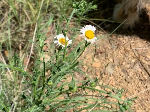 Chaparral Fleabane — photo by K. Greg Murray