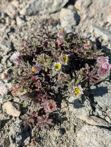 Pale Fleabane — photo by Trevor Van Loon