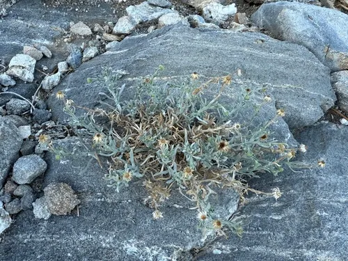 Parish's Fleabane — photo by bwood001