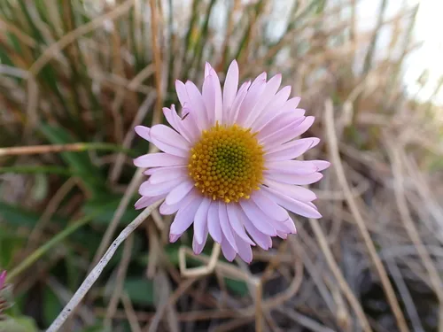Subalpine Fleabane — photo by Sean Vanderluit