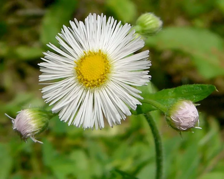 Philadelphia Fleabane (var. philadelphicus) — photo by Jason Hollinger