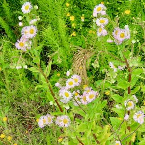 Philadelphia Fleabane