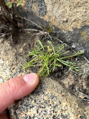 Featherleaf Fleabane — photo by Sequoia Janirella Wrens